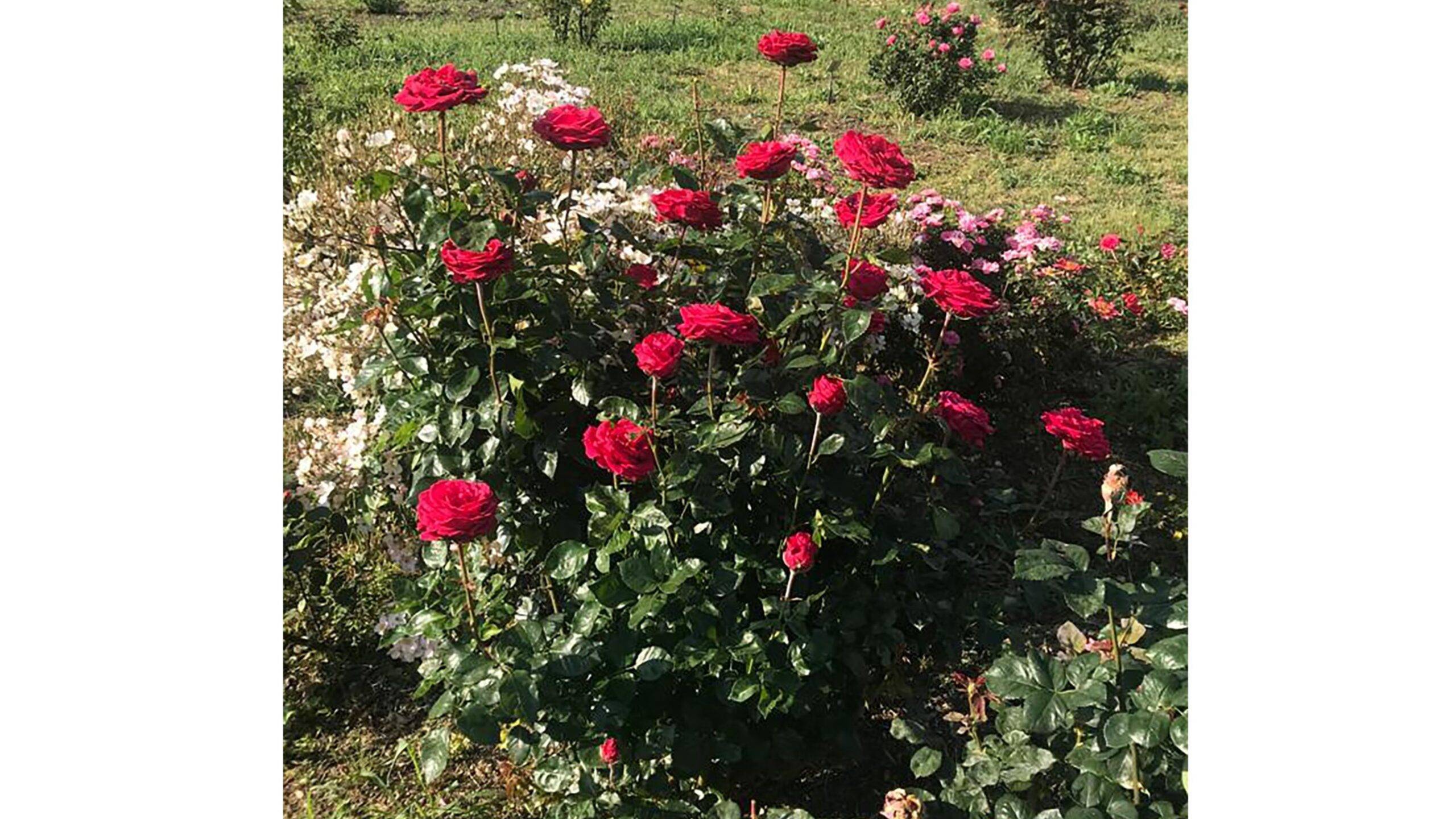 rosa arturo croci|Rosa Arturo Croci|rosa arturo croci en blanco|Rosa Arturo Croci Prima propagazione in serra|Rosa Arturo Croci fiore sotto la pioggia